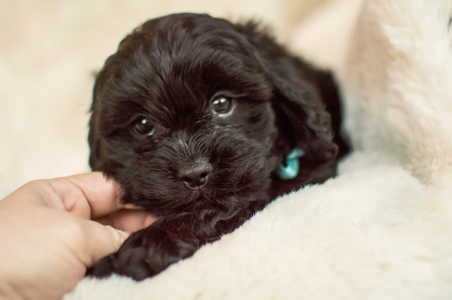 Comprar um cachorro Cavoodle significa assumir responsabilidades! Comprar cachorros Cavoodle.