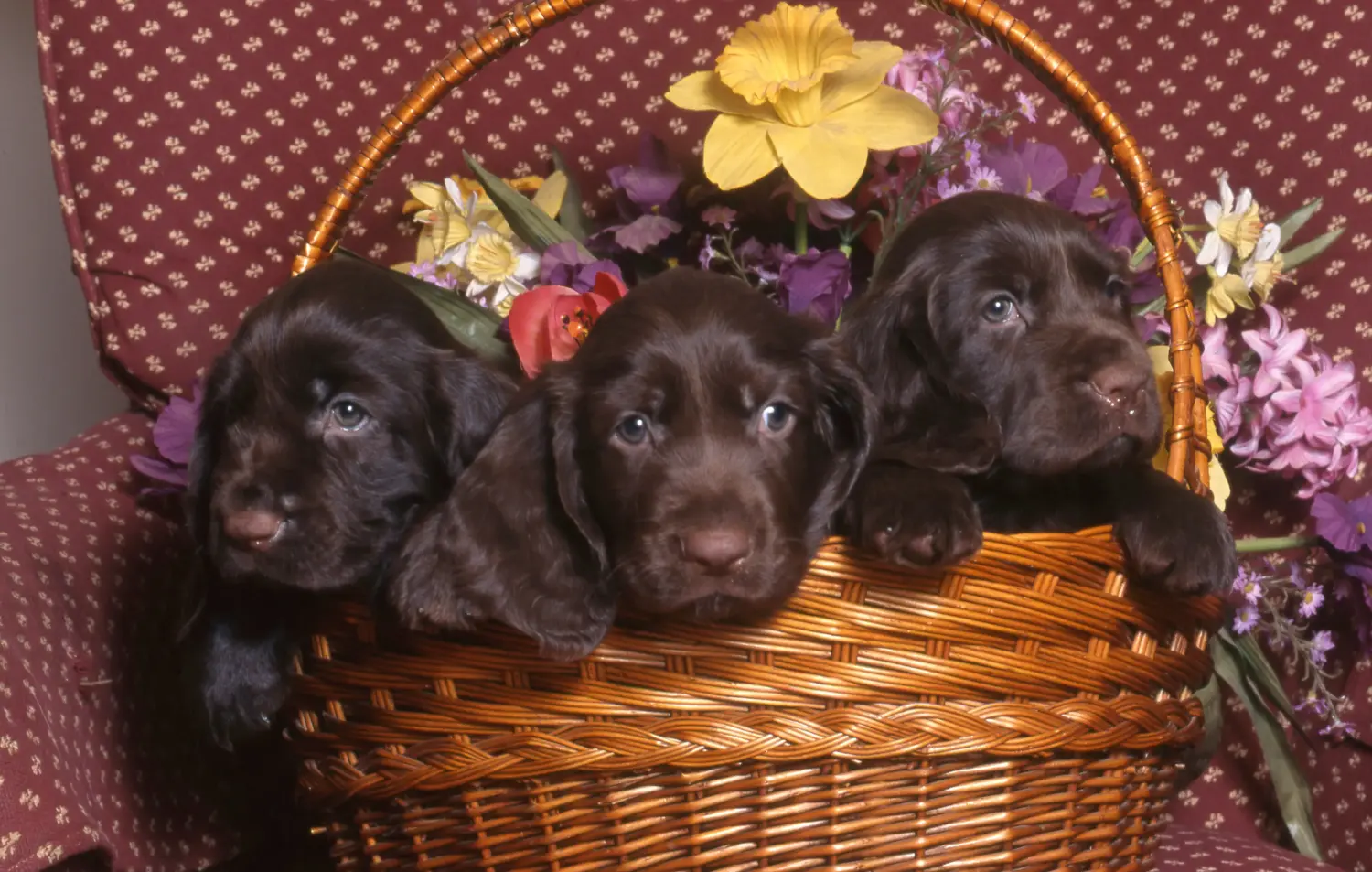 Comprar um cachorro Field Spaniel significa assumir responsabilidades! Comprar cachorros Field Spaniel.