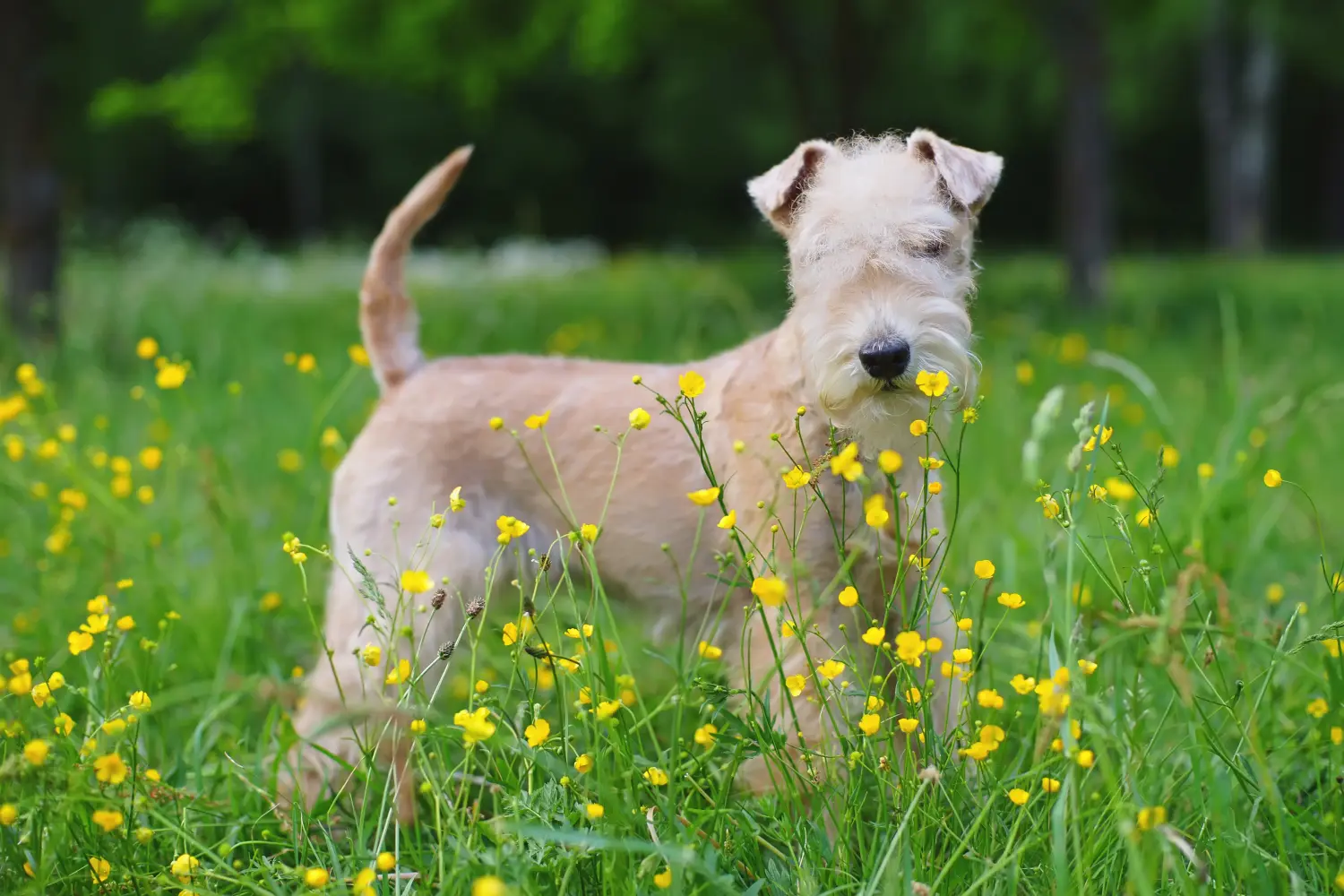 Comprar um cachorro Lakeland Terrier significa assumir responsabilidades! Comprar cachorros Lakeland Terrier.