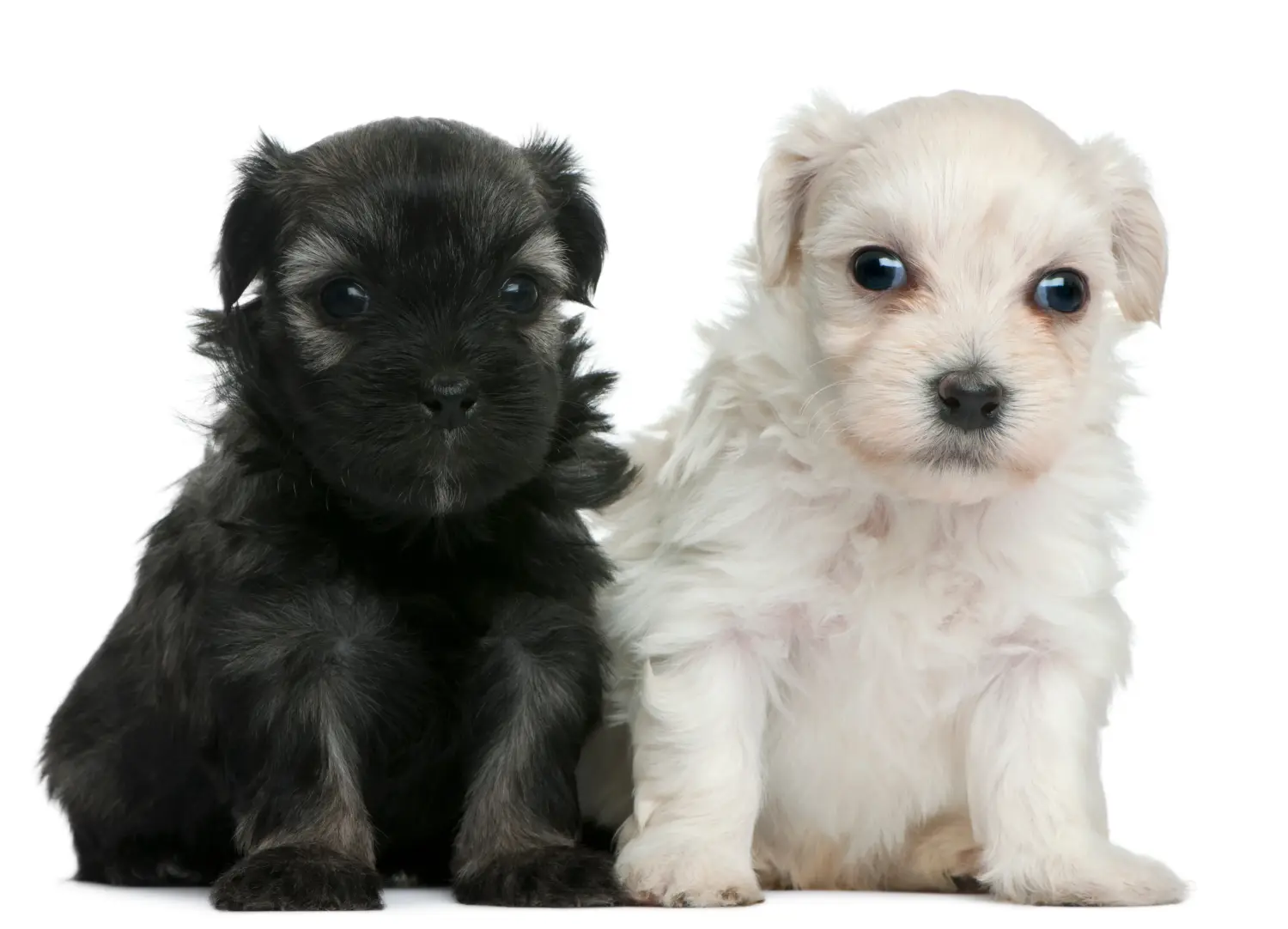 Comprar um cachorro Löwchen significa assumir a responsabilidade! Comprar cachorros leões.