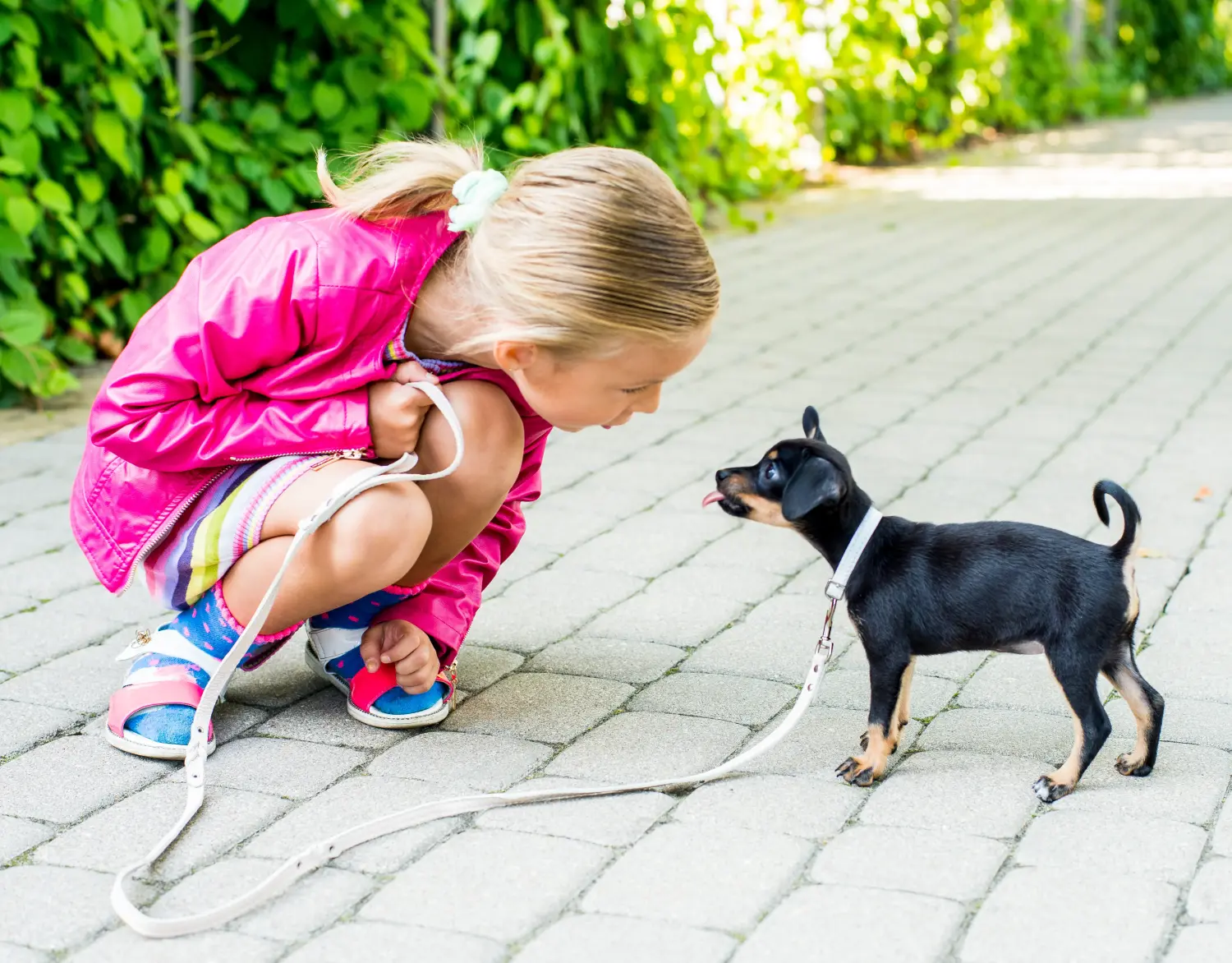 Comprar um cachorro Toy Terrier Inglês significa assumir responsabilidades! Comprar cachorros Toy Terrier inglês.