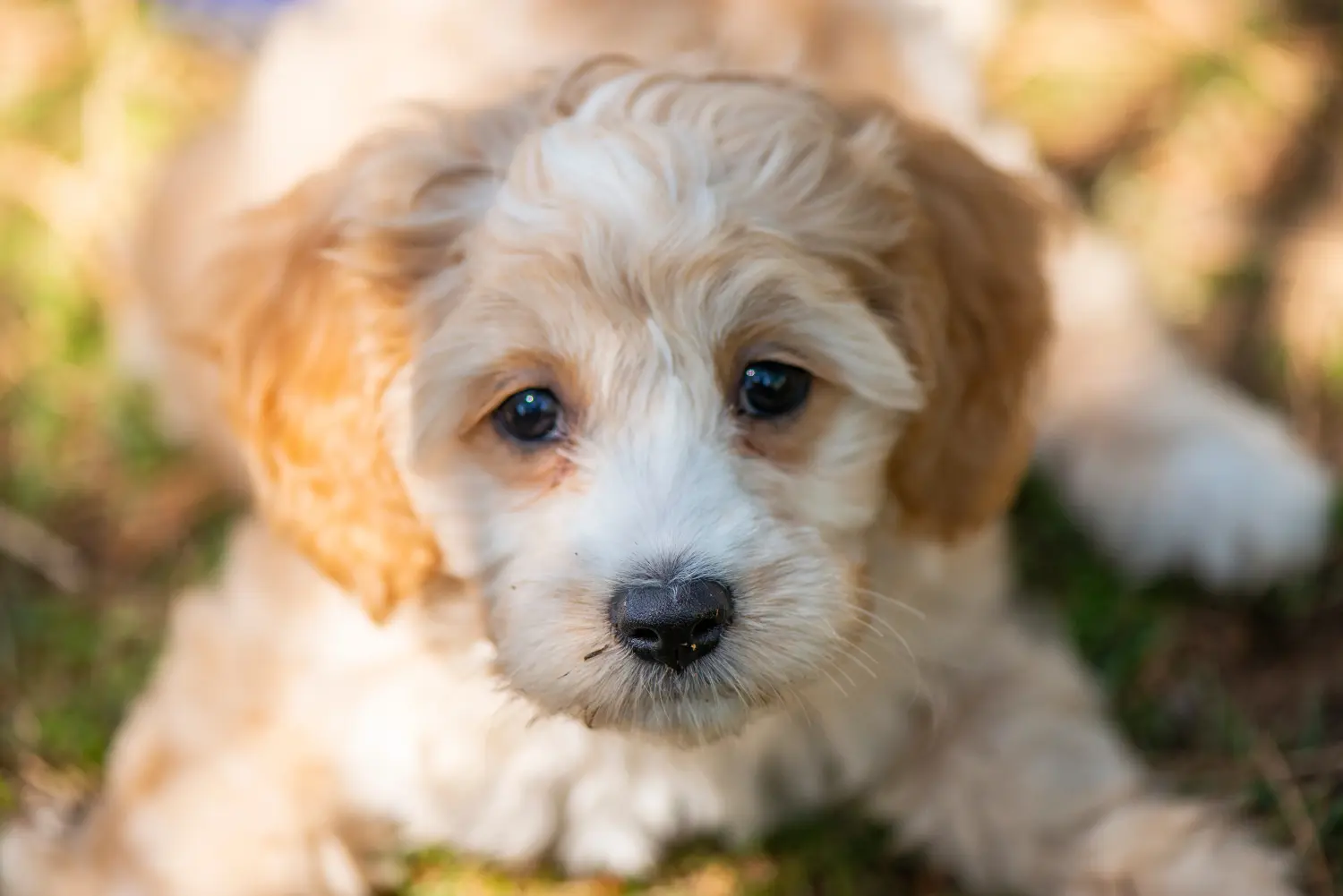 Comprar um cachorro Cockapoo significa assumir responsabilidades! Comprar cachorros Cockapoo.
