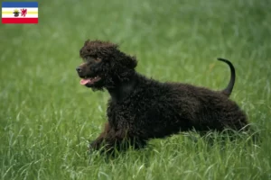 Read more about the article Criadores de Irish Water Spaniel e cachorros em Mecklenburg-Vorpommern