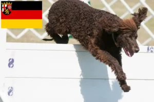 Read more about the article Criadores de Irish Water Spaniel e cachorros em Rhineland-Palatinate