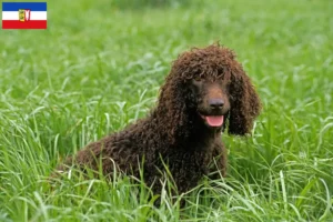 Read more about the article Criadores de Irish Water Spaniel e cachorros em Schleswig-Holstein