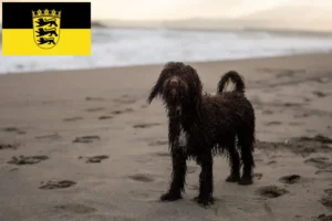 Read more about the article Criadores de Irish Water Spaniel e cachorros em Baden-Württemberg