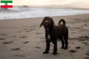 Read more about the article Criadores de Irish Water Spaniel e cachorros na Renânia do Norte-Vestefália