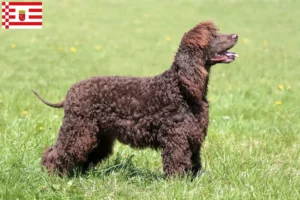 Read more about the article Criadores de Irish Water Spaniel e cachorros em Bremen