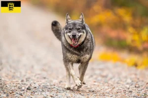 Read more about the article Criadores de Jämthund e cachorros em Baden-Württemberg