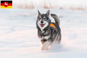 Read more about the article Criadores de Jämthund e cachorros na Baixa Saxónia