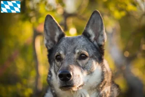 Read more about the article Criadores de Jämthund e cachorros na Baviera