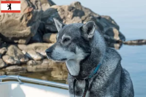 Read more about the article Criadores de Jämthund e cachorros em Berlim