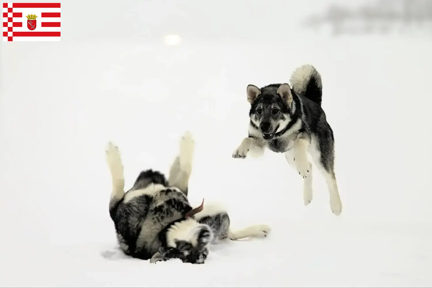 Read more about the article Criadores de Jämthund e cachorros em Bremen