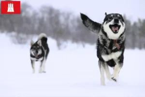 Read more about the article Criadores de Jämthund e cachorros em Hamburgo