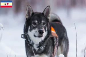 Read more about the article Criadores de Jämthund e cachorros em Mecklenburg-Vorpommern