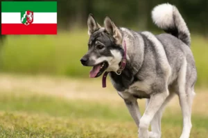 Read more about the article Criadores de Jämthund e cachorros na Renânia do Norte-Vestefália