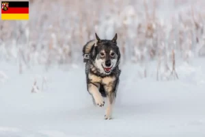 Read more about the article Criadores de Jämthund e cachorros em Rhineland-Palatinate