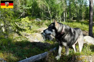 Read more about the article Criadores de Jämthund e cachorros em Saarland