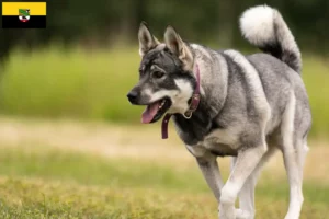 Read more about the article Criadores de Jämthund e cachorros em Saxónia-Anhalt