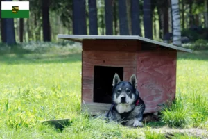 Read more about the article Criadores de Jämthund e cachorros na Saxónia