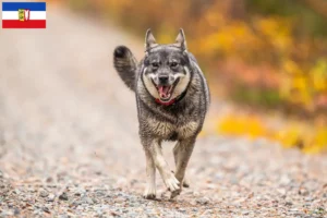 Read more about the article Criadores de Jämthund e cachorros em Schleswig-Holstein