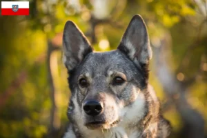 Read more about the article Criadores de Jämthund e cachorros na Turíngia