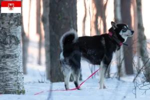 Read more about the article Criadores de Jämthund e cachorros em Brandenburg