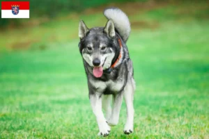 Read more about the article Criadores de Jämthund e cachorros em Hessen