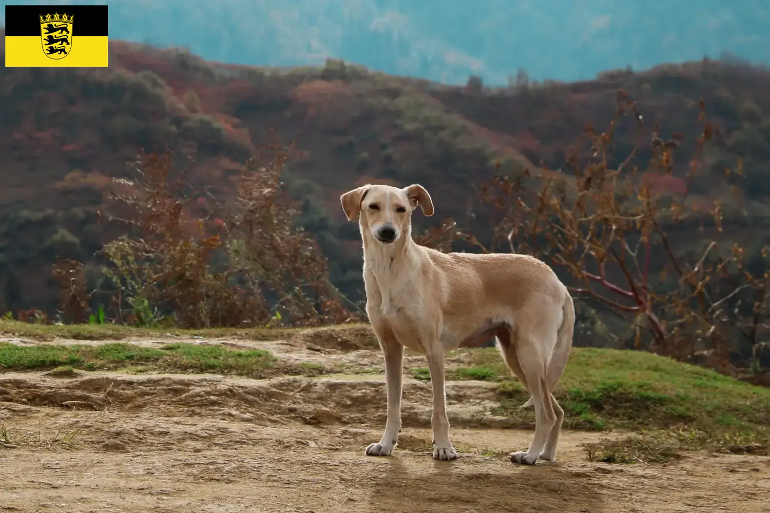 Kritikos Lagonikos cachorros e criadores Baden-Württemberg Aqui pode encontrar criadores de Kritikos Lagonikos em Baden-Württemberg.