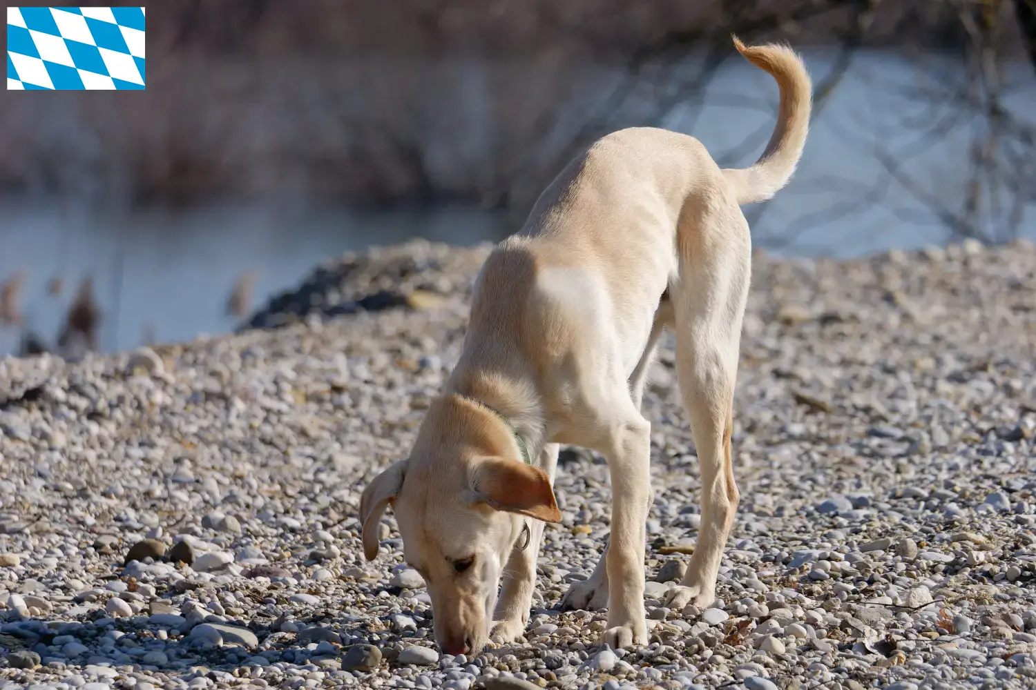 Kritikos Lagonikos cachorros e criadores Baviera Aqui pode encontrar criadores de Kritikos Lagonikos na Baviera.