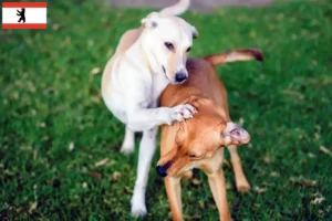Read more about the article Kritikos Lagonikos criador e cachorros em Berlim