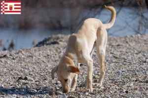 Read more about the article Kritikos Lagonikos criador e cachorros em Bremen