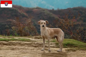 Read more about the article Kritikos Lagonikos criadores e cachorros em Hessen
