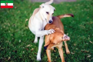 Read more about the article Kritikos Lagonikos criadores e cachorros na Renânia do Norte-Vestefália