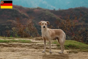 Read more about the article Kritikos Lagonikos criadores e cachorros na Renânia-Palatinado
