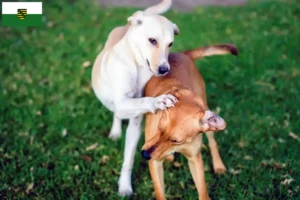 Read more about the article Kritikos Lagonikos criadores e cachorros na Saxónia