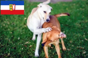 Read more about the article Kritikos Lagonikos criadores e cachorros em Schleswig-Holstein