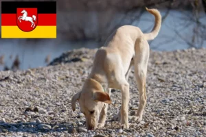 Read more about the article Kritikos Lagonikos criadores e cachorros na Baixa Saxónia