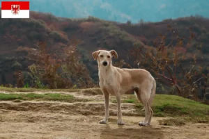 Read more about the article Kritikos Lagonikos criadores e cachorros em Brandenburg