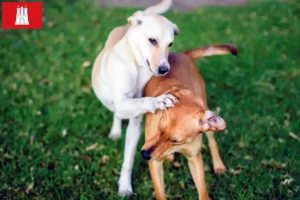 Read more about the article Kritikos Lagonikos criador e cachorros em Hamburgo