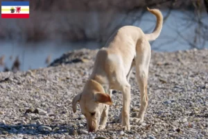 Read more about the article Kritikos Lagonikos criadores e cachorros em Mecklenburg-Vorpommern