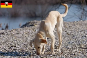 Read more about the article Kritikos Lagonikos criador e cachorros em Saarland