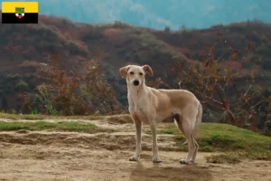 Read more about the article Kritikos Lagonikos criadores e cachorros na Saxónia-Anhalt