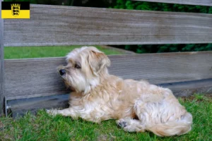 Read more about the article Kyi Leo criadores e cachorros em Baden-Württemberg