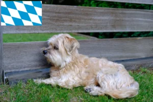 Read more about the article Kyi Leo criadores e cachorros na Baviera