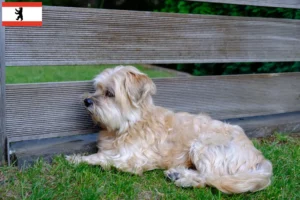Read more about the article Kyi Leo criador e cachorros em Berlim