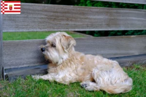 Read more about the article Kyi Leo criador e cachorros em Bremen