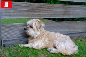 Read more about the article Kyi Leo criador e cachorros em Hamburgo