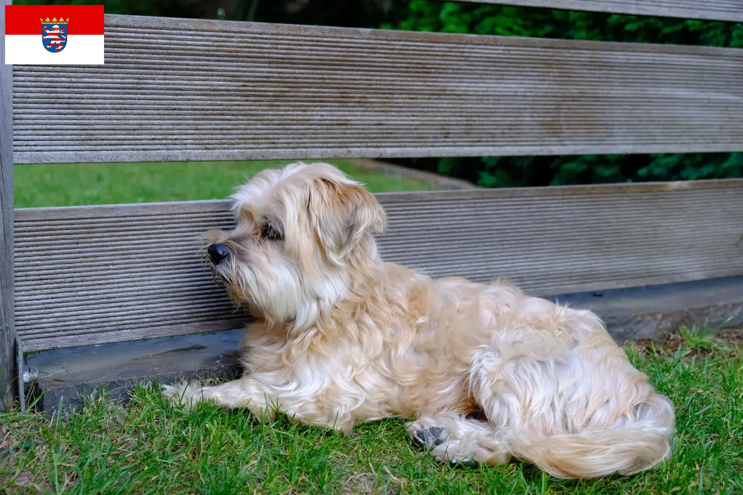 Read more about the article Kyi Leo criadores e cachorros em Hessen
