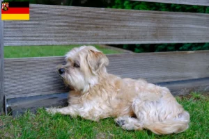 Read more about the article Kyi Leo criadores e cachorros em Rhineland-Palatinate
